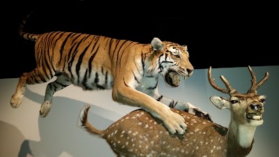 Photos of Museum of Natural Sciences