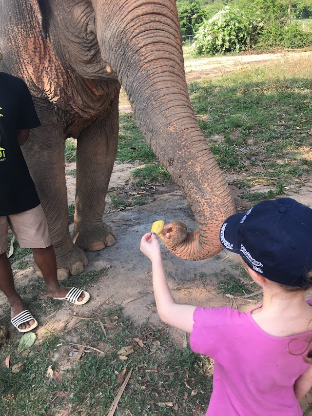 Samui Elephant Sanctuary