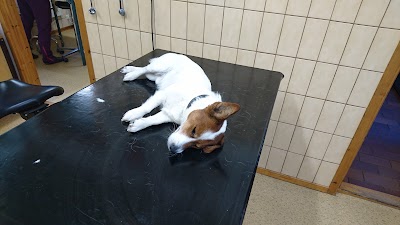 veterinary-care