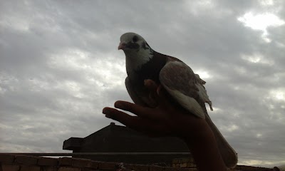 Photos of ستار المحامي