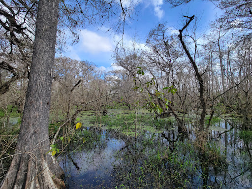 Big Cypress Wildlife Management Area - Stairsteps Unit