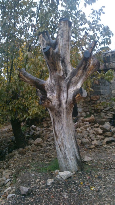 Photos of مسجد جامع روستای آبسرد