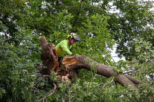 Tip Top Timber Co.