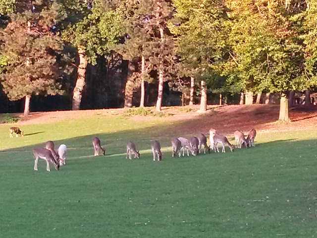 Parc des Gayeulles