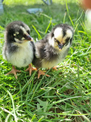 Chick Chicks - Visual