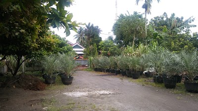 Photos of Nuna Mushroom