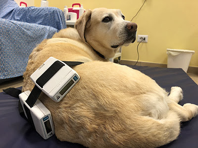 Fisioterapia Veterinaria Prato