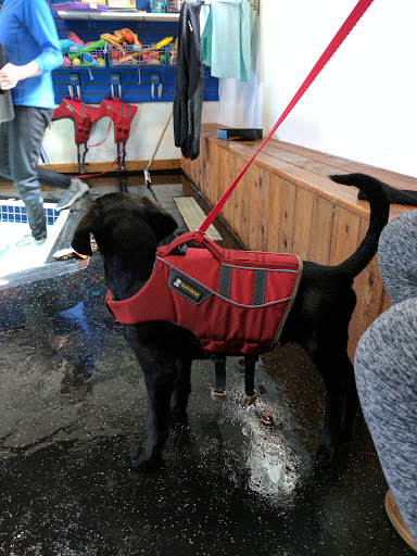 k9 Waves - Visual