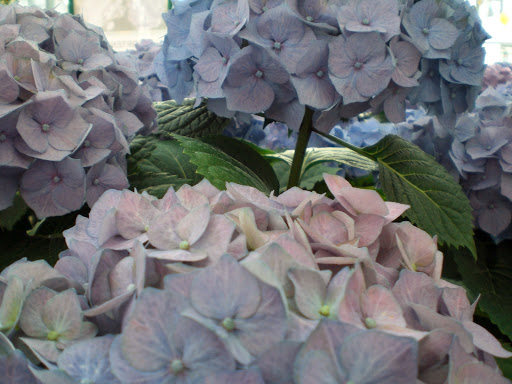Dosch Blumen - Visual