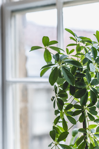 Church Street Wellness