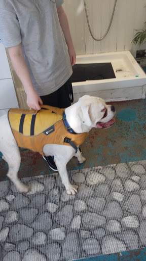 Aquapaws Sheffield Canine Hydrotherapy - Thumbnail