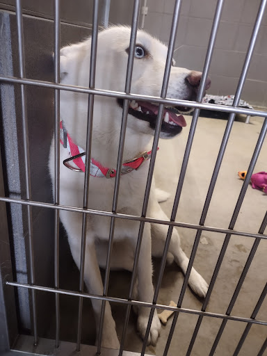 Jackson Animal Shelter - Thumbnail