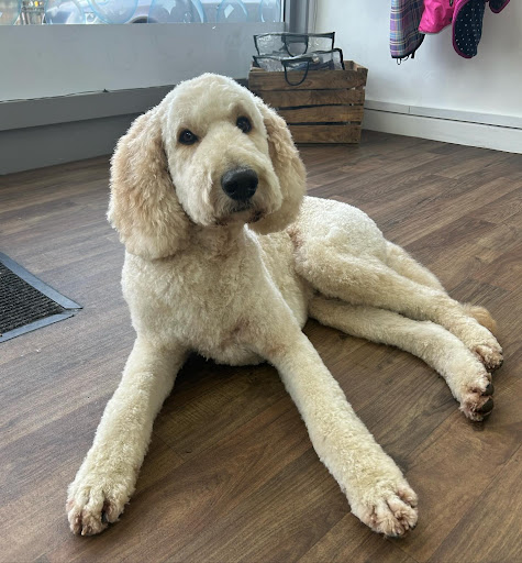 K9 Paws n Play - Dog Grooming - Thumbnail