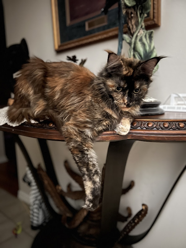 Amazing Maine Coons