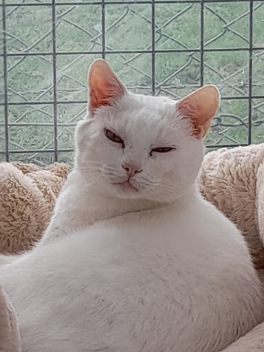 Iris's Animal Farm Cattery - Thumbnail