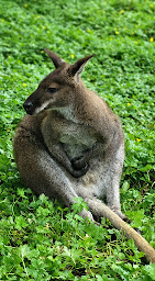 Photo n°22 de La Ferme Du Bon'Air à Lourdes (Zoo)