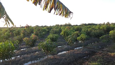 Photos of Chowdhury Mango Garden