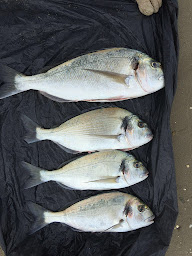 Photo n°33 de La Dorade Carnon-Plage à Mauguio (Boutique de boissons sans alcool)