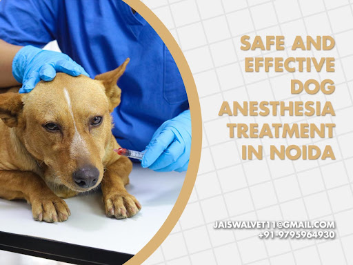 Safe and Effective Dog Anesthesia Treatment in Noida post image