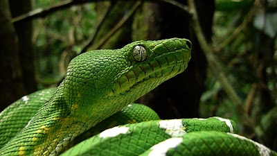 Photos of Shiripuno Amazon Lodge HQ