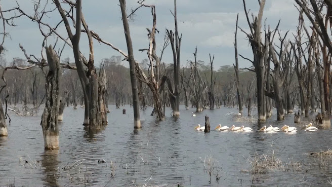 Lake Nakuru National Park by null