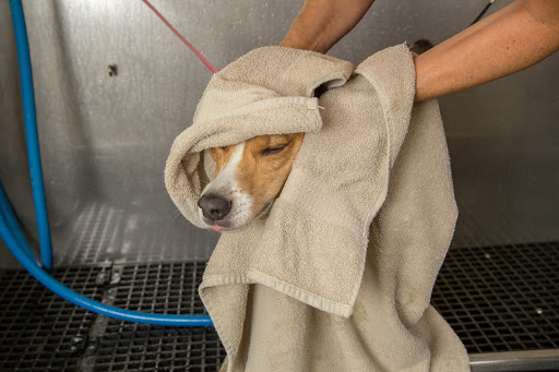 Camp Bow Wow Cedar Hill