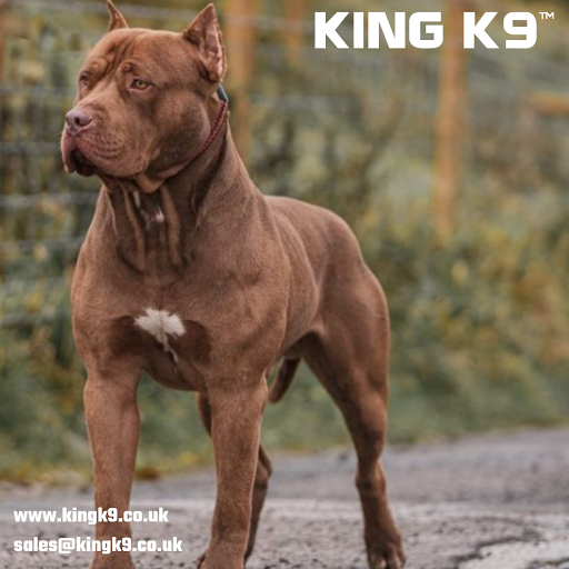 King K9 - Visual