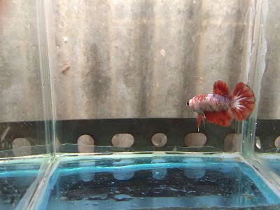 Photos of Double Star Betta (Jual Ikan Cupang)