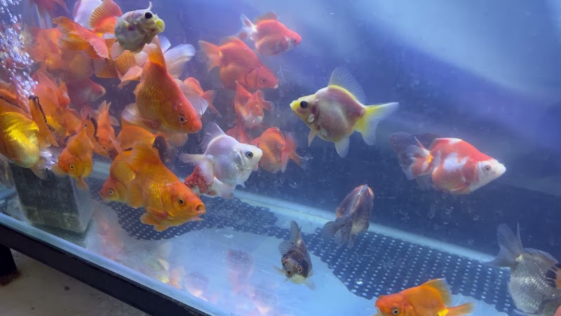 熱帯魚買取販売店 ブンキャオ-Boonkaew-