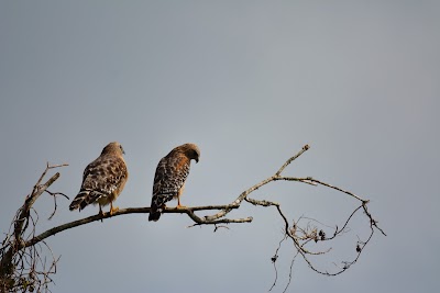 Photos of Blue Heron River Tours Inc