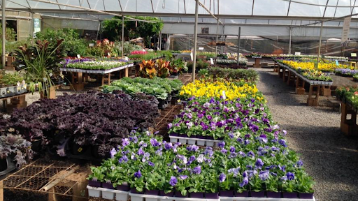 Lex Plant Farm & Garden Center - Thumbnail