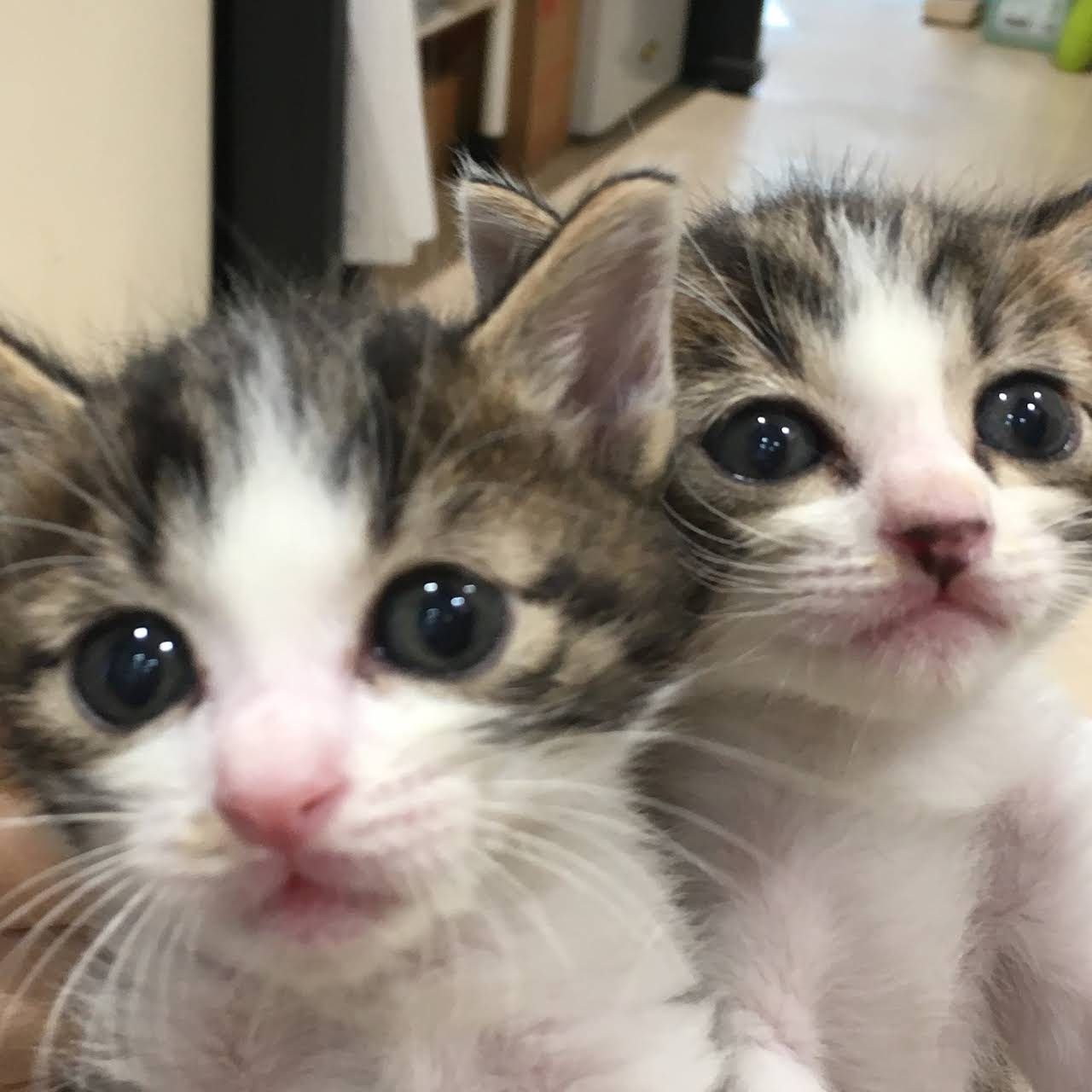 にしのみや動物病院分院 にしのみや動物病院 ロイヤルホームセンター西宮中央2階 西宮市
