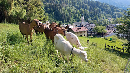 Azienda agricola Zasso - Thumbnail