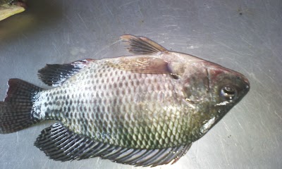 Photos of Fish Market