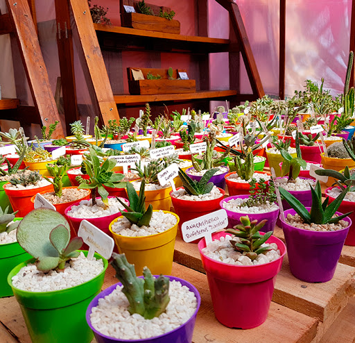 Vivero Punto Cactus - Foto 1