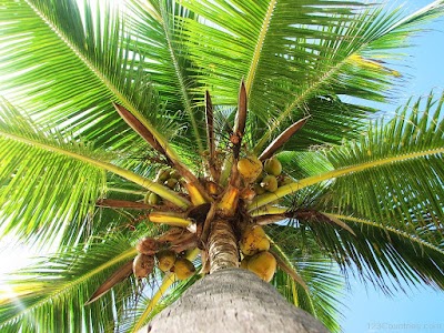 Photos of Olhukolhu