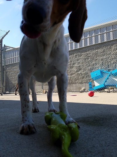 Photos of League For Animal Welfare