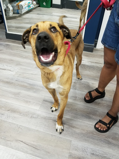 Balmy Beach Pet Hospital - Thumbnail