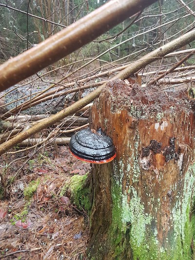 Photos of Viti j&auml;rve matkarada