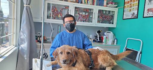 Onix Veterinaria