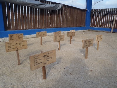 Photos of Hatchlings Babel Sea Turtle Conservation