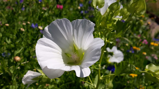 Burggarten Cadolzburg - Thumbnail