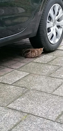 Dierenambulance Utrecht eo - Thumbnail
