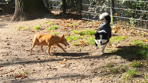 Honden losloopterrein Baltesakker - Thumbnail