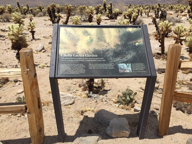 Cholla Cactus Garden