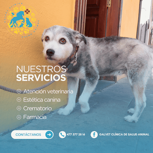 GalVet Clínica de Salud Animal