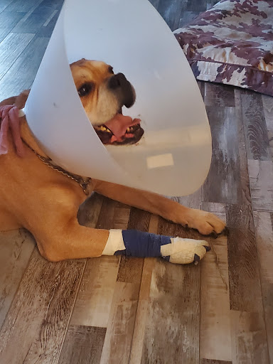 Old Forge Animal Hospital - Thumbnail
