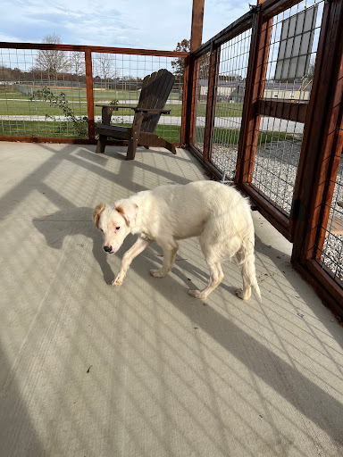 Simpson County Animal Shelter - Thumbnail
