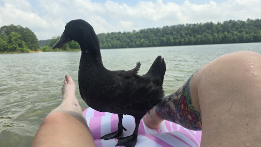 Lake Greeson, Daisy State Park Gallery - United States