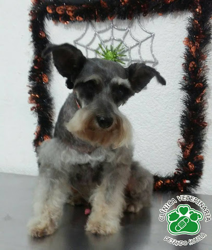 CLINICA VETERINARIA DEJANDO HUELLA